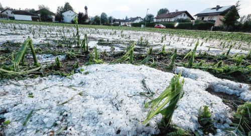 Dieses Maisfeld bei St. Erasmus wurde komplett zerstört.Foto Stuffer