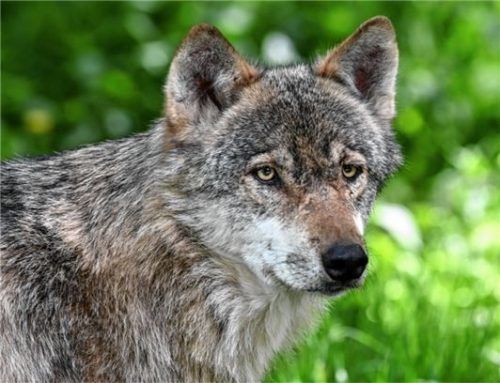 Durch den grünen Wald streift ein Wolf. AfD-Landtagsabgeordneter Andreas Winhart und Parteikollegen fordern eine Sonderregelung zur Tötung des Säugetiers.Foto dpa
