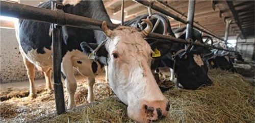 Für Betriebe mit Anbindehaltung braucht es eine Übergangslösung und flexible Ansätze. Foto dpa