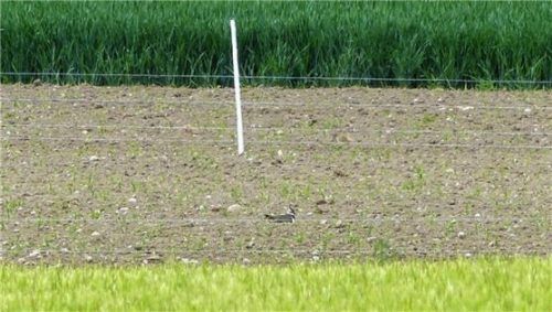Gut geschützt brüten die Kiebitze auf einem Feld in der Gemeinde Pfaffing. Foto Landratsamt Rosenheim