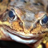 Grasfrosch-Population im Raum Rosenheim nimmt ab