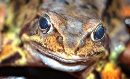 Immer weniger Tiere zählen die Helfer an den Amphibienzäunen. Im Landkreis Rosenheim ist beispielsweise die Population des Grasfrosches zurückgegangen. Foto  dpa