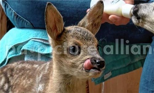 Jährlich sterben rund 92000 Rehkitze den sogenannten Mähtod. Die Rosenheimer SPD will jetzt helfen. Foto dpa