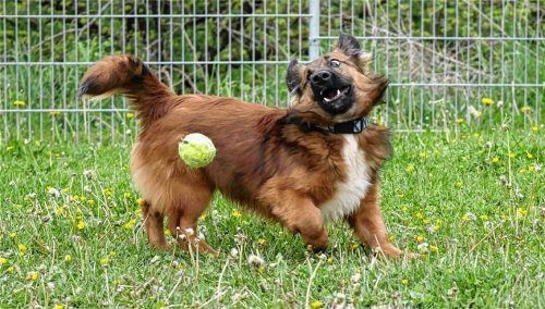 Komm spiel mit mir! Dalton sucht ein neues Zuhause. Foto Re