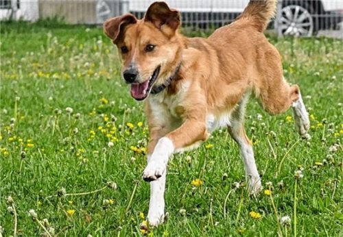 Lari ist ein Energiebündel, dem es noch ein wenig an Erziehung mangelt. Foto re