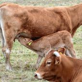 Gnade vor Recht für 82-jährigen Bauern