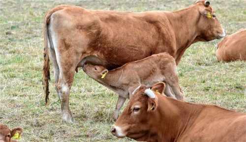 Mutterkuhhaltung, wie sie der 82-jährige Landwirt aus Steingaden betreibt (Beispielbild), gilt als artgerechte Haltung und Alternative zur agroindustriellen Fleischproduktion. Foto dpa