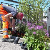 Blumen-Diebstähle gehen weiter