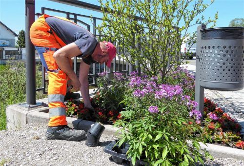 Stadtgärtner Simon Reiter hat vergangene Woche auch im Beet an der Brückenstraße nahe der Brücke Blumen nachgepflanzt, weil dort welche gestohlen wurden.Fotos riediger