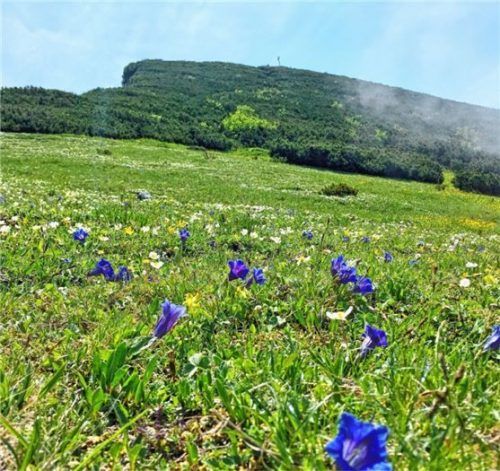 Wird zum Schnaps gebrannt: der Enzian. Die herrliche Blumenwiese eröffnet den Blick auf das Gipfelkreuz des Geigelsteins. Foto h..Reiter