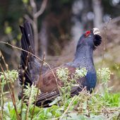 Balztoller Auerhahn umgesiedelt