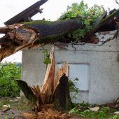 Unwetter entwurzelt reihenweise Bäume