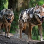 „Die Aufgabe ist es, den Wolf anzuerkennen“