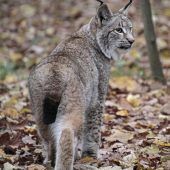 20-Jähriger stirbt bei Waldarbeiten Toter Luchs mit Schussverletzung Kaum Hinweise im Bayreuther Mordfall Lastwagen bleibt unter Brücke stecken