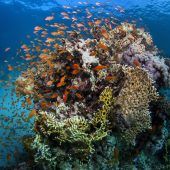 Korallenriffe vor dem Kollaps