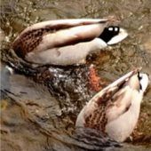 Köpfchen in das Wasser