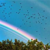 In der Abendschule der Krähen