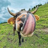 Winnetou lässt sich den Almsommer auf der Zunge zergehen