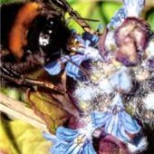 Hummel trifft auf Günsel