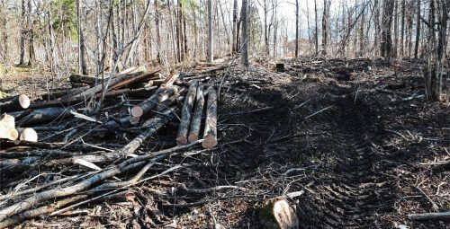 Die Holzarbeiten im Nußdorfer Auwald haben viele Bürger entsetzt. Ein Gutachten sollte klären, ob die Maßnahmen rechtens waren. Foto Steffenhagen