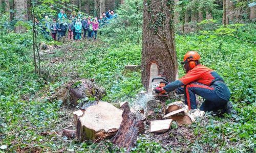 Die Kinder beobachten während des Unterrichtsgangs, wie Landwirt Georg Aicher einen vom Borkenkäfer betroffenen Baum fällt. Fotos Hötzelsperger