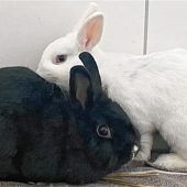 Bella und Bianca sind ein Herz und eine Seele
