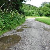 Gelbbauchunke in Schwaiger Pfützen