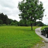 Streuobstfläche für den Dirttrack