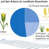 „Mais ist eine Wunderpflanze“