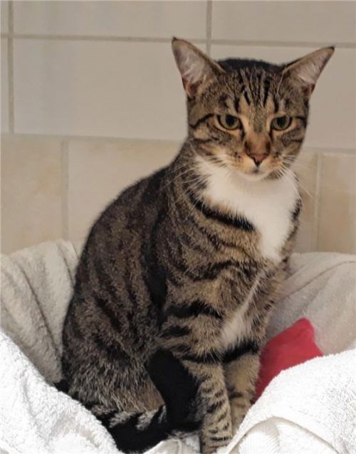 Katze Sushi will spielen, unterhalten und ausgiebig beschmust werden. Sie sucht ein neues Zuhause. Foto Re