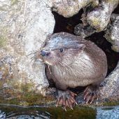Die Rückkehr der Fischotter