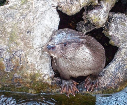 Keine andere Marderart ist so an das Wasser angepasst, wie der Fischotter. Foto Hoheneder