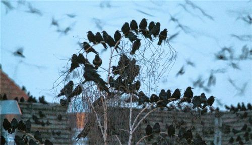 Lautstark und zahlreich: Trotz Versuchen zur akustischen Vergrämung wird Rosenheim der Krähenplage an einigen Punkten nicht Herr. Foto dpa