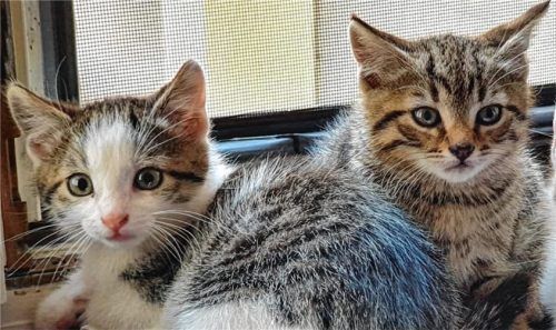 Pauli (links) und Peppi suchen ein neues Zuhause. Foto Re