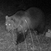 Der scheue Besucher im Ammergebirge