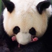 Zwillingsglück für Panda-Mamas