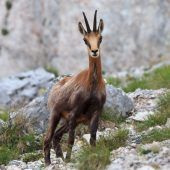 Huberbua setzt sich für Gämsen ein