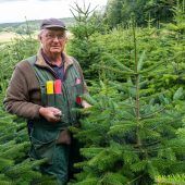 Regen beschert sattgrüne Christbäume