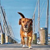 Hundedame Lotte nimmt auch die Hundstage ganz cool
