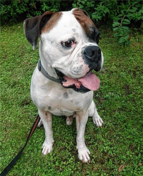 Boxermischling Berti sucht ein neues Zuhause.Foto  RE