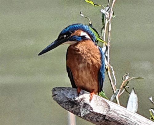 Der bunte Eisvogel ist vom Aussterben bedroht.Foto schlegl-kofler