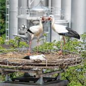 Nachwuchs bei den Haager Rathausstörchen