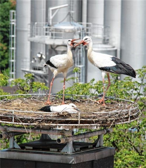 Die Rathausstörche mit Nach- wuchs. Foto Sagmeister