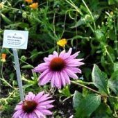 Kräutergarten der Sinne