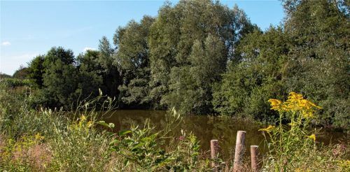 Dieser Weiher in Aising könnte bald der Vergangenheit angehören. Nach dem Ende des Kiesabbaus soll neben der Renaturierung der Flächen auch der Weiher verfüllt werden, obgleich sich hier ein eigenes Ökosystem entwickelt hat. Foto Kirschner