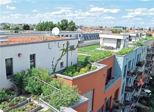 Ideal in Zeiten des Klimawandels: Begrünte Dächer schützen vor Hitze und können zur Entlastung des Abwassersystems beitragen. Foto ENA/BdB/Bundesverband GebäudeGrün