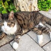 Balu verzweifelt gesucht
