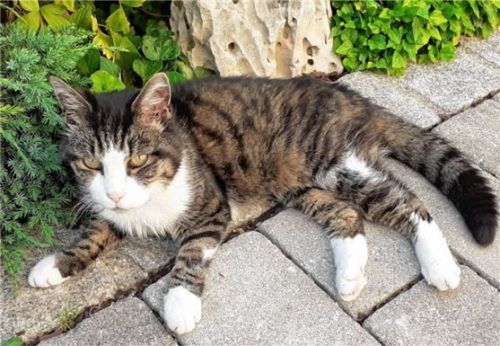 „Jetzt brauche ich Hilfe“, sagt Andreas Paukert, dessen Kater Balu wie vom Erdboden verschluckt ist.Foto  re