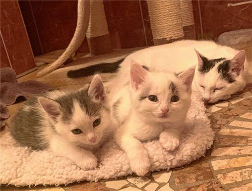 Katzenmama Julie (rechts) und ihre beiden Katzenbabys würden gern zusammenbleiben und in ein gemeinsames neues Zuhause einziehen. Foto  Re