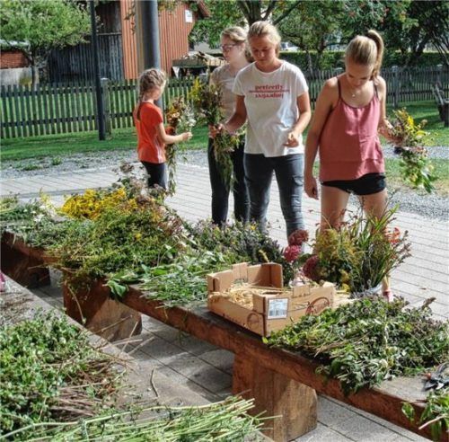 Mariä Himmelfahrt ist der Höhepunkt des Kräuterjahrs. Bis dahin sammeln, trocknen und binden die Jugendlichen des Nußdorfer Obst- und Gartenbauvereins die duftenden Pflanzen zu Kräuterbuschen, die später in der Kirche gesegnet werden. Foto Steffenhagen